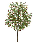 Rowan-Tree